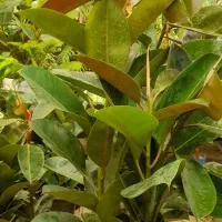 گل اپارتمانی خارجی پر برگ بادوام لطفا ورق بزن|گل و گیاه طبیعی|تبریز, |دیوار