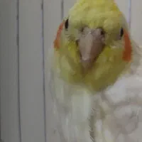 عروس هلندی لوتینو نر سخنگو