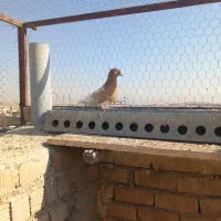 کبوتر کله زرد نر وماده|پرنده|شیراز, شهرک گلها|دیوار