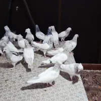 فروش سینه سبز آبی سوسنی مولد خوب درجه یک|پرنده|فیروزآباد (فارس), |دیوار