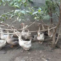 قوغاز لیندا ۲ عدد   قو غاز خالماگور ۲ عدد