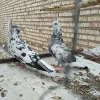 یک جفت سوسکی درجه یک