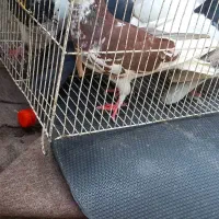 کفتر رنگی فروش یا معاوضه با مرغ لاری
