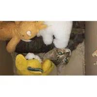 واگذاری بچه گربه رایگان|گربه|قائمشهر, |دیوار