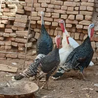 بوقلمون بالغ