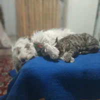 پاپی