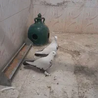 دم سیاه دمبی