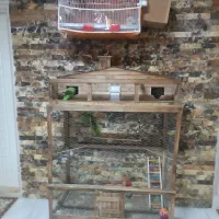 پرنده|پرنده|گناباد, |دیوار