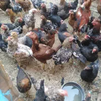 فروش مرغ جوجه خروس