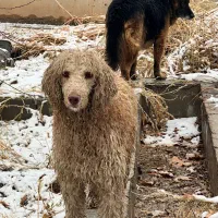 واگذاری سگ پودل|سگ|شیراز, دکتر حسابی|دیوار