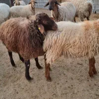 قوچ همو فروشی