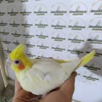 عروس هلندی سرلاک نرمخور دونخور جفت|پرنده|شیراز, شهرک صدا و سیما|دیوار