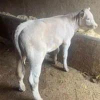خرید وفروش دام بازاربروجرد