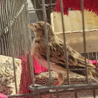 سره خاکی|پرنده|شهر ری, اقدسیه|دیوار