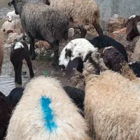 گوسفند وبره جوان باب داشتی برهاشون نژاد افشاری