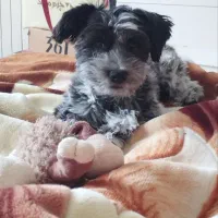 حیوان خانگی