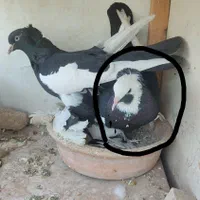 کفتر ماده پاپر