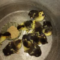 جوجه اردک اسرائیلی