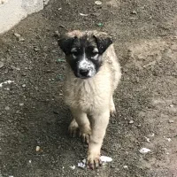 واگذاری توله سگ محلی