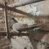 کفتر تهرانی