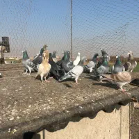 کبوترآلمانی