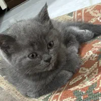 بچه گربه اسکاتیش