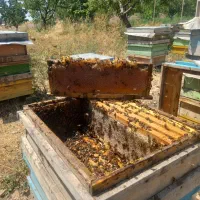 عسل کوهی میرکوه|خوردنی و آشامیدنی|سراب, |دیوار