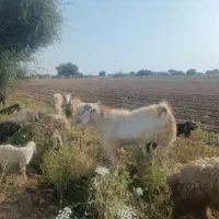 نر بز نژدی..هیکلی درشت..دوساله