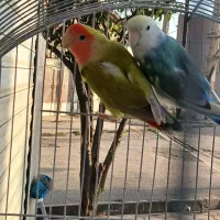 طوطی برزیلی جفت مولد