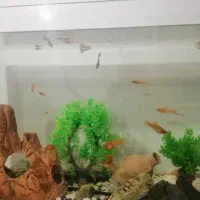 ماهی اکواریوم سر جم|ماهی|سنندج, |دیوار