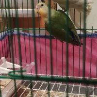 طوطی کوتوله برزیلی|پرنده|رشت, کوی امام رضا|دیوار