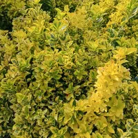 شمشاد طلایی - بوته مادر|خدمات باغبانی و درختکاری|کلاچای, |دیوار