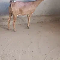 بز چاق|حیوانات مزرعه|برازجان, |دیوار