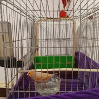 جفت موزاییکی(حمیدیه)|پرنده|حمیدیه, |دیوار