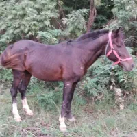 اسب مشکی سال7|اسب و تجهیزات اسبسواری|لنگرود, |دیوار