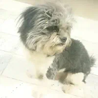 حیوان خانگی|سگ|شاهینشهر, شهرک سایت|دیوار