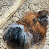 خروس کوشین و رد موتلد و  ابریشمی