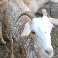 بز اصل صلاله‌ وارداتی|حیوانات مزرعه|چابهار, |دیوار