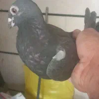 کفتر|پرنده|تاکستان, |دیوار