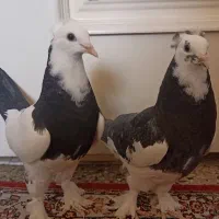 جفت کبوتر جوان