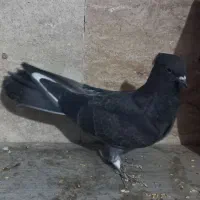 کبوتر پرشی|پرنده|تهران, امام زاده عبدالله|دیوار