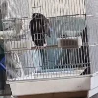معاوضه مرغ مینای ماده