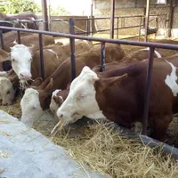 فروش‌گوساله با‌فاکتور باقیمت‌مناسب|حیوانات مزرعه|بندر ترکمن, |دیوار