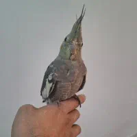 عروسی هلندی کاملا دستی ۵ ماهه نر