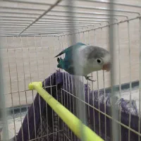 کوتوله آبی فیروزه