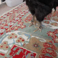 خروس لایت برهما و جوجه گلین و مرغ سیاه محلی|حیوانات مزرعه|کرج, ساسانی (قلمستان)|دیوار