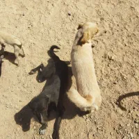 واگذاری سگ|سگ|کاشان, فاز ۱ ناجی آباد|دیوار