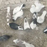 کبوتر معاوضه ای