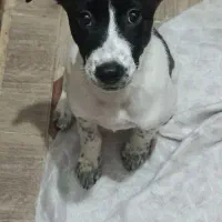 دومیلیون مژدگونی برای سگ گمشدم