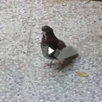 کفتر|پرنده|شیراز, کفترک|دیوار